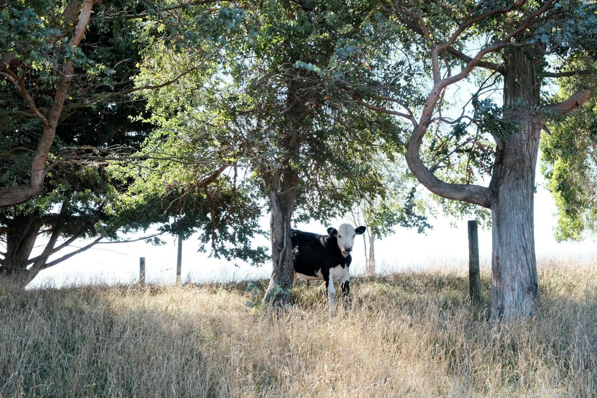 A Cabin With A Big View, Comfort And Tranquility, Close To Vines Martinborough Bagian luar foto